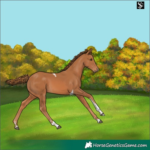 Horse Color:Chestnut Tobiano 