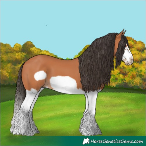 Horse Color:Bay Splash Frame