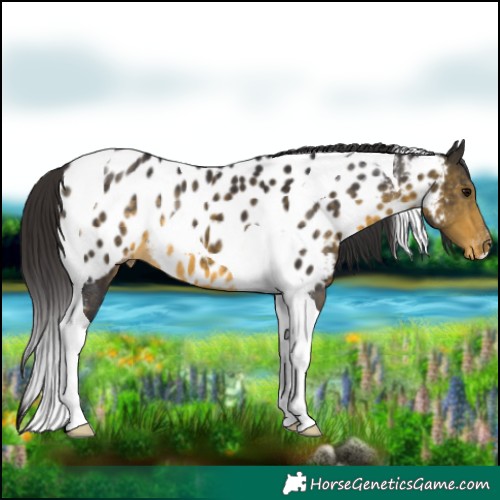 Horse Color:Buckskin Tobiano Appaloosa 
