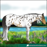 Horse Color:Buckskin Tobiano Appaloosa