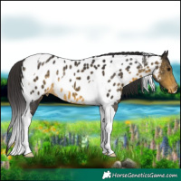 Horse Color:Buckskin Tobiano Near Leopard 