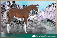 Horse Color:Silver Black Splash 