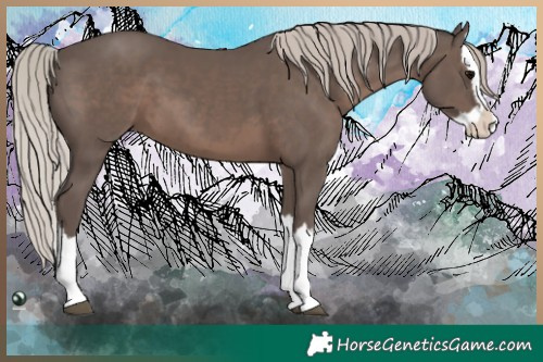 Horse Color:Silver Black Splash 