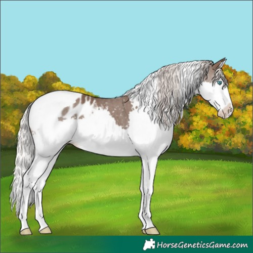 Horse Color:Silver Black Splash Tobiano Appaloosa 