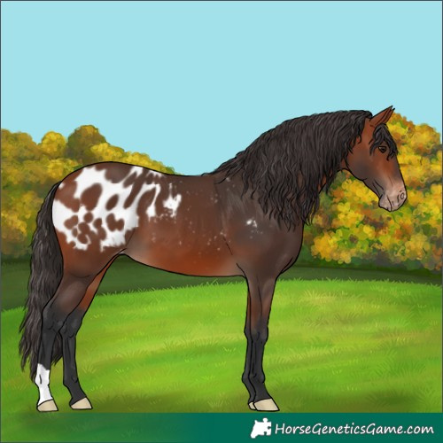 Horse Color:Bay Appaloosa 