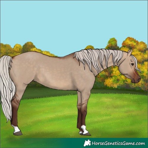 Horse Color:Silver Bay Dun 