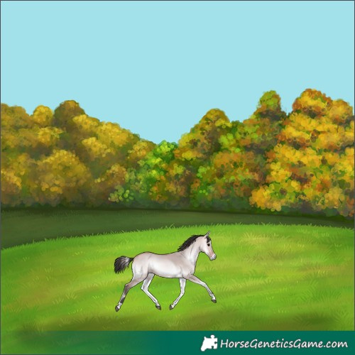 Horse Color:Platinum Bay Onyx 
