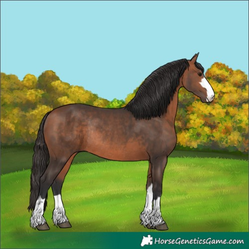 Horse Color:Bay Rabicano 
