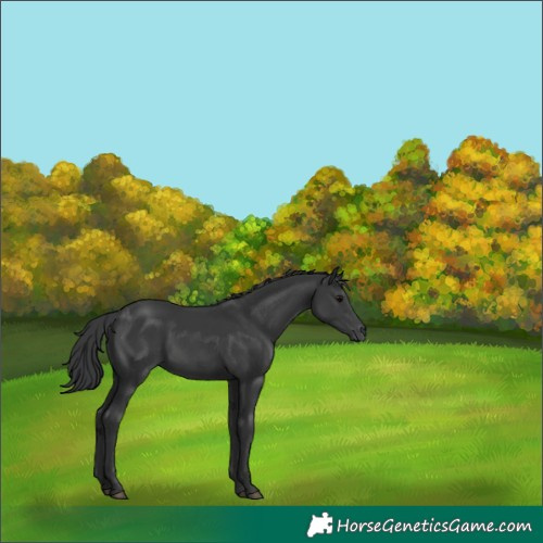 Horse Color:Black 