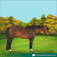 Horse Color:Bay 