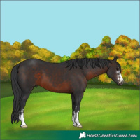 Horse Color:Brown 