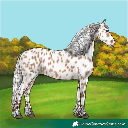 Horse Color:Silver Brown Dun Appaloosa