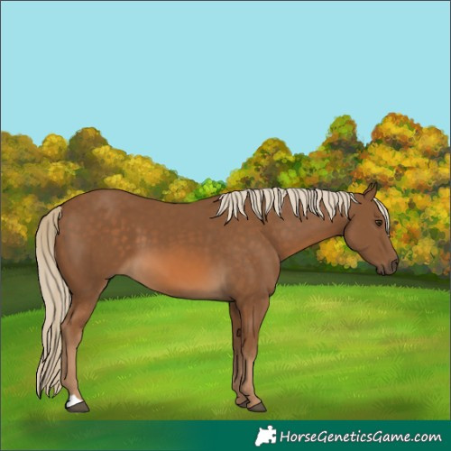 Horse Color:Chocolate Palomino