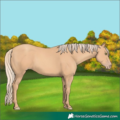 Horse Color:Gold Champagne 