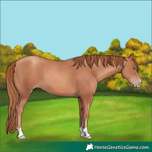 Horse Color:Gold Champagne 