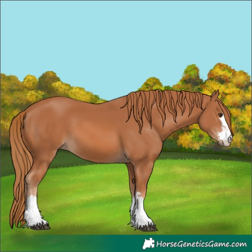 Horse Color:Chestnut 