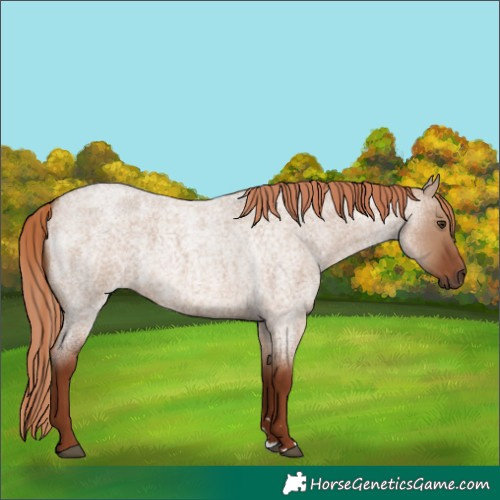 Horse Color:Red Dun Roan 