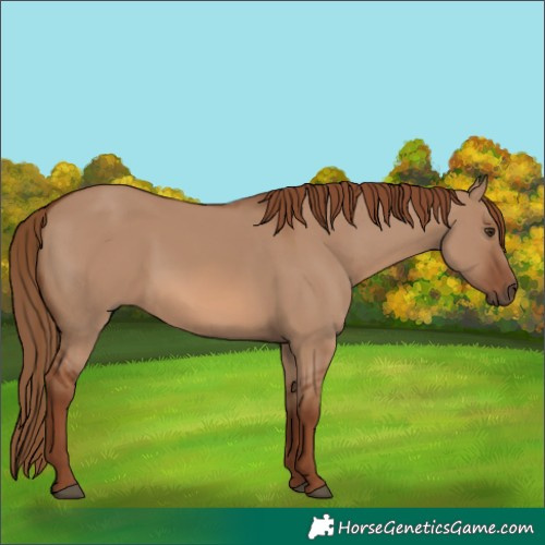Horse Color:Red Dun 