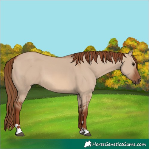 Horse Color:Red Dun 