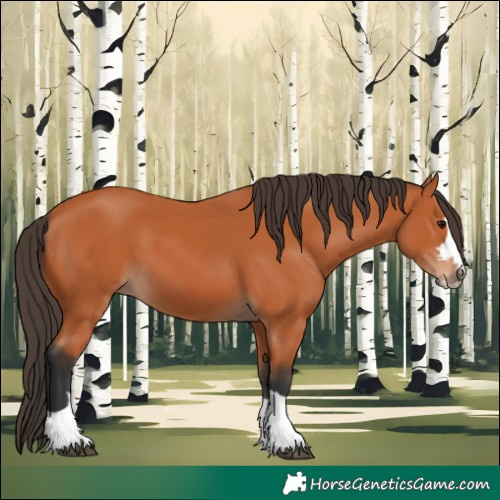 Horse Color:Bay 