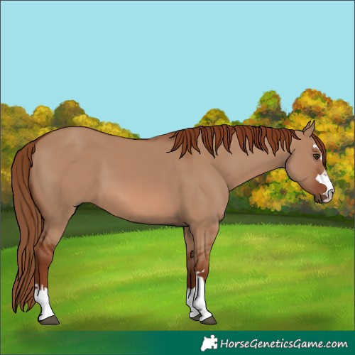 Horse Color:Red Dun 