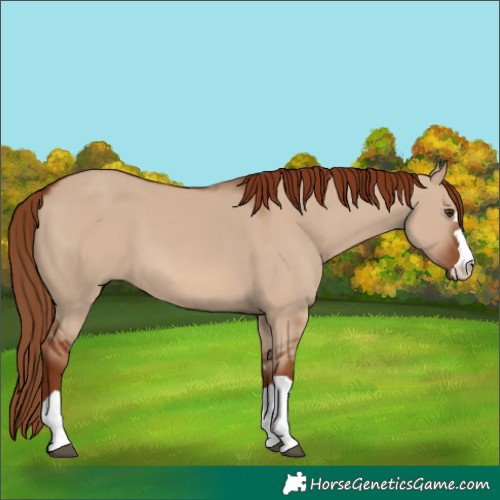 Horse Color:Red Dun 
