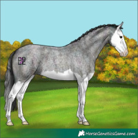Horse Color:Midnight Blue Onyx Ice Roan Splash