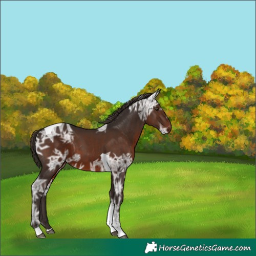 Horse Color:Liver Chestnut Ice Tobiano 