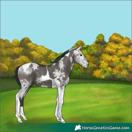 Horse Color:Grullo Ice Tobiano 
