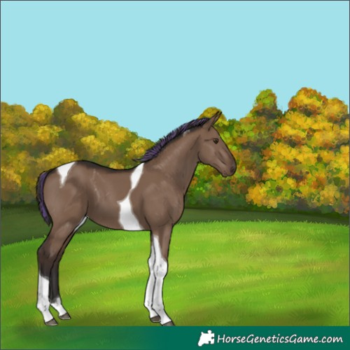 Horse Color:Painted Liver Red Dun Tobiano 
