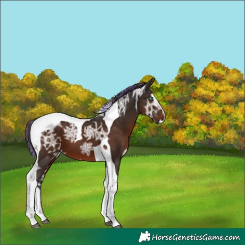 Horse Color:Painted Liver Chestnut Ice Splash Tobiano 