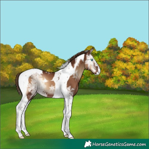 Horse Color:Red Onyx Ice Splash Tobiano 