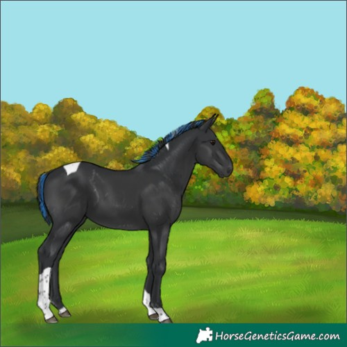 Horse Color:Painted Black Tobiano 