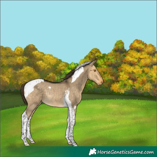 Horse Color:Buckskin Dun Tobiano Appaloosa Rabicano 