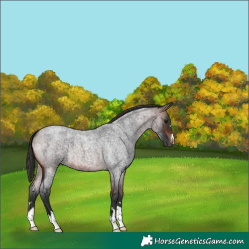 Horse Color:Brown Roan 