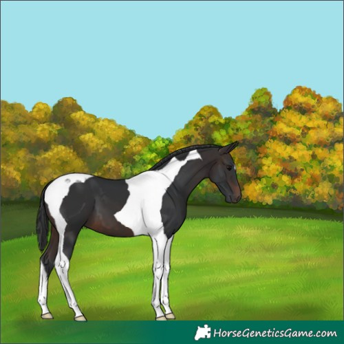 Horse Color:Brown Tobiano 