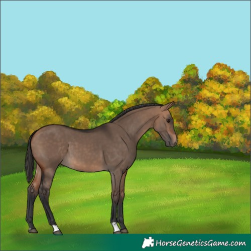 Horse Color:Bay Dun 