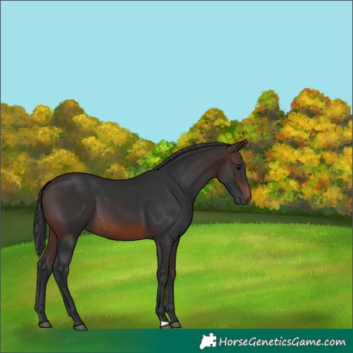 Horse Color:Brown 