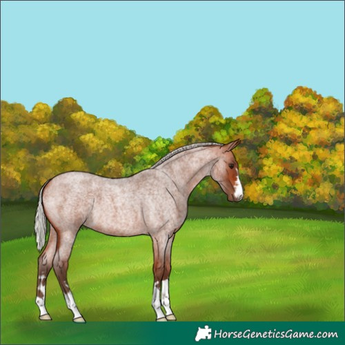 Horse Color:Silver Bay Roan 