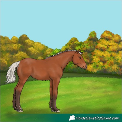 Horse Color:Silver Bay 