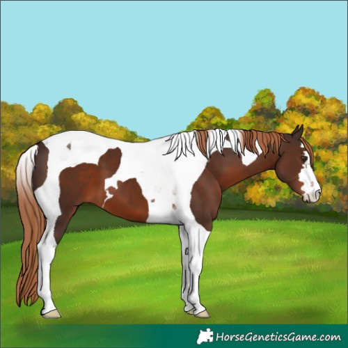 Horse Color:Liver Chestnut Tobiano