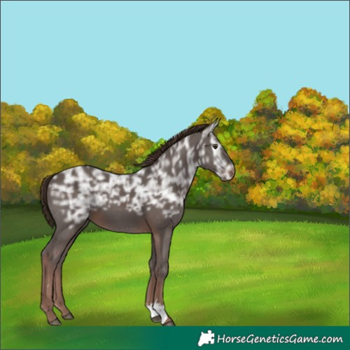 Horse Color:Liver Chestnut Ice Tobiano 