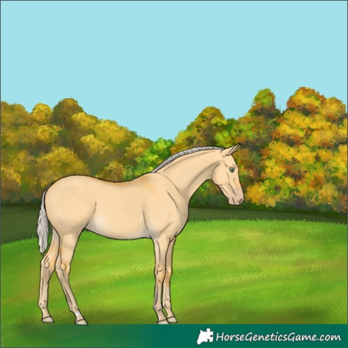 Horse Color:Silver Amber Cream Champagne Dun 