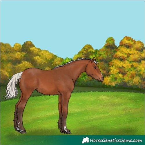 Horse Color:Silver Bay 