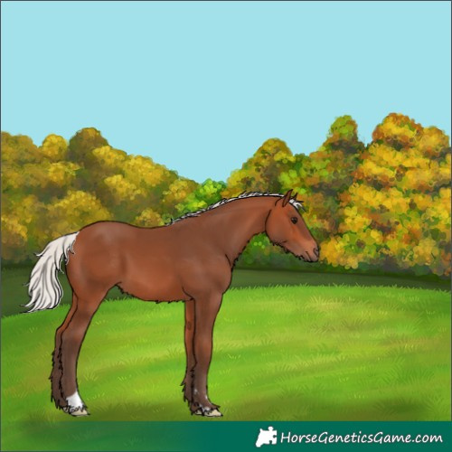 Horse Color:Silver Bay 