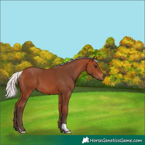 Horse Color:Silver Bay 