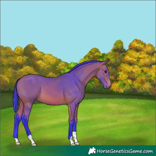 Horse Color:Watercolor Bay 