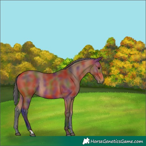 Horse Color:Nacre Bay 
