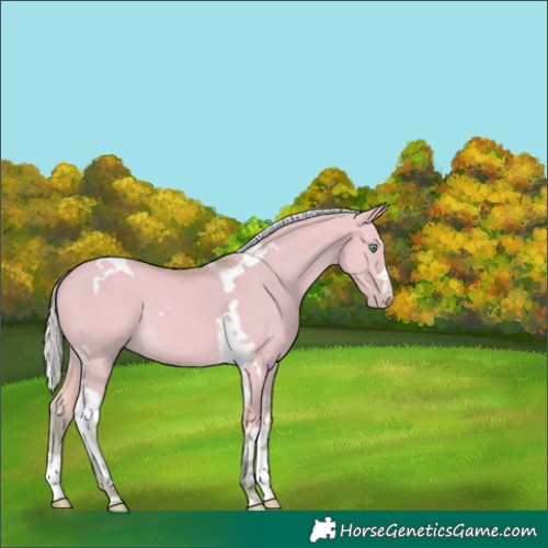 Horse Color:Watercolor Silver Amber Cream Champagne Dun Tobiano 
