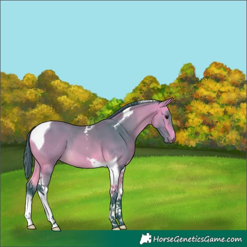Horse Color:Watercolor Buckskin Tobiano 